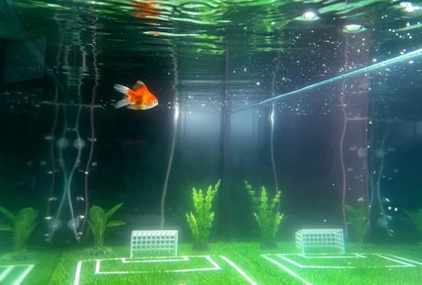 Cá vàng ‘tiên tri’ có tên Swimbappe đã dự đoán chính xác nhiều trận đấu tại World Cup 2026.
