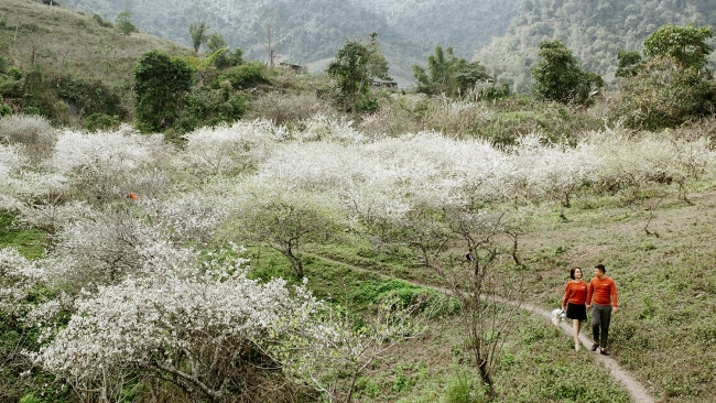 Mùa hoa mận nở trắng cổng trời Mường Lống, cảnh đẹp như "tiểu Sa Pa ở Nghệ An"