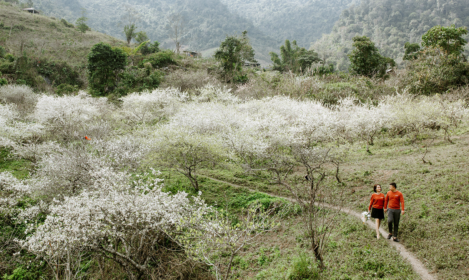 Mùa hoa mận nở trắng cổng trời Mường Lống, cảnh đẹp như "tiểu Sa Pa ở Nghệ An"