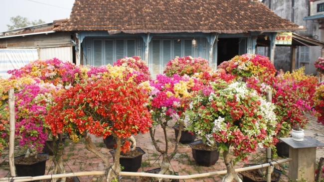 Làng hoa giấy Tân Dương rực rỡ sắc xuân, sẵn sàng cho mùa Tết