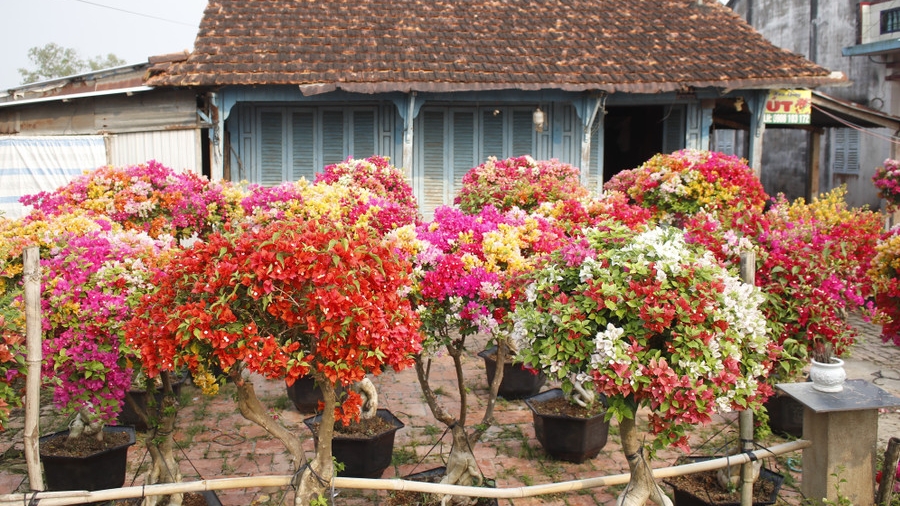 Làng hoa giấy Tân Dương rực rỡ sắc xuân, sẵn sàng cho mùa Tết