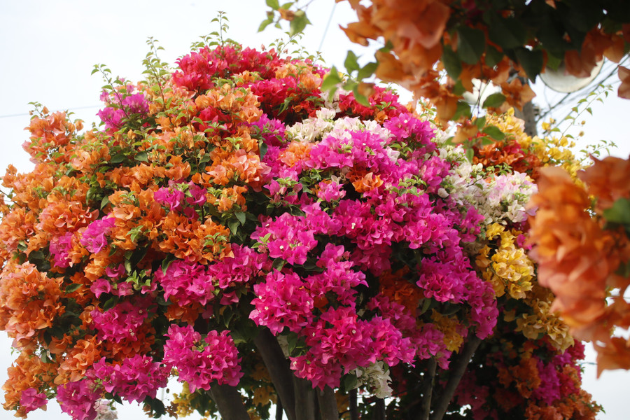 Làng hoa giấy Tân Dương rực rỡ sắc xuân, sẵn sàng cho mùa Tết