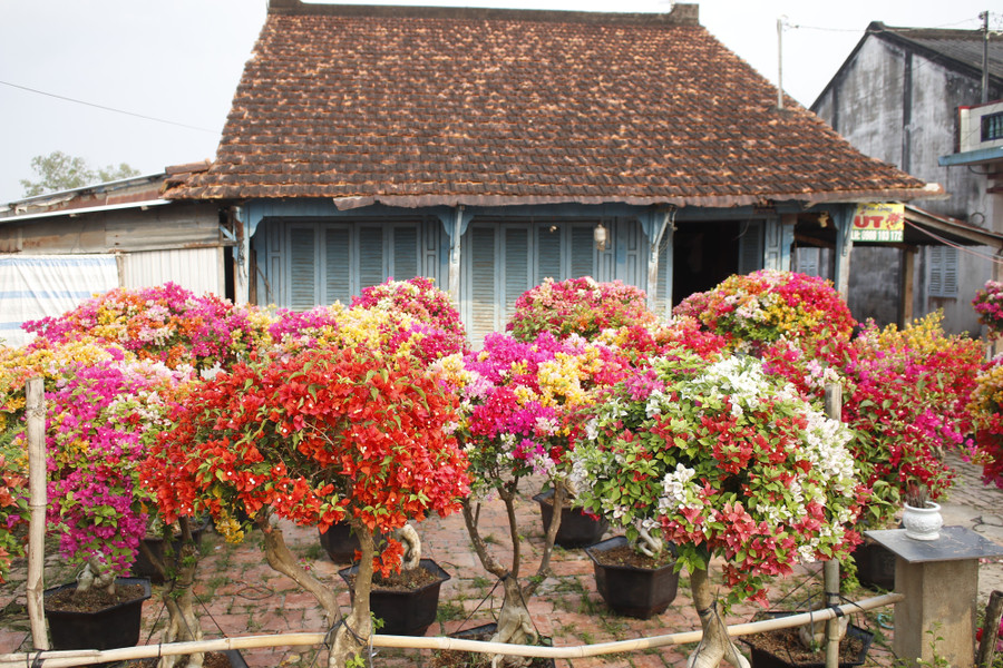 Làng hoa giấy Tân Dương rực rỡ sắc xuân, sẵn sàng cho mùa Tết