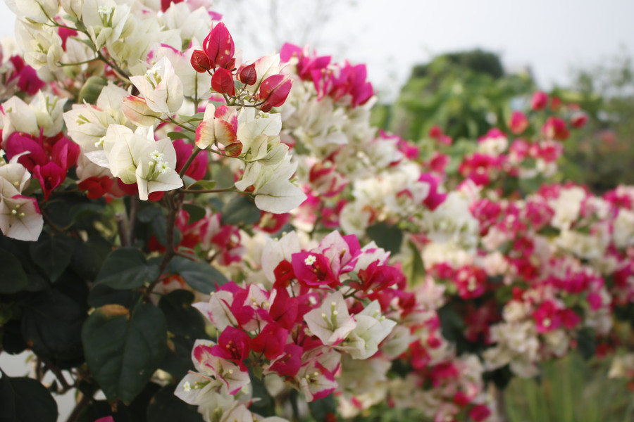 Làng hoa giấy Tân Dương rực rỡ sắc xuân, sẵn sàng cho mùa Tết