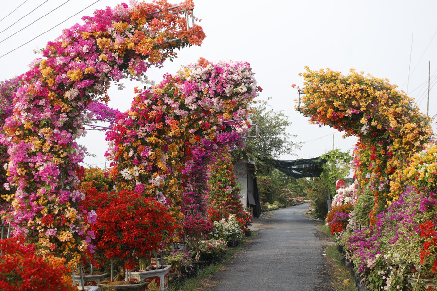 Làng hoa giấy Tân Dương rực rỡ sắc xuân, sẵn sàng cho mùa Tết