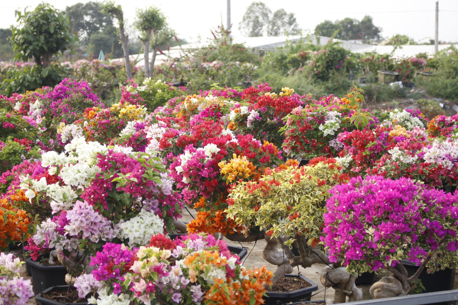 Làng hoa giấy Tân Dương rực rỡ sắc xuân, sẵn sàng cho mùa Tết