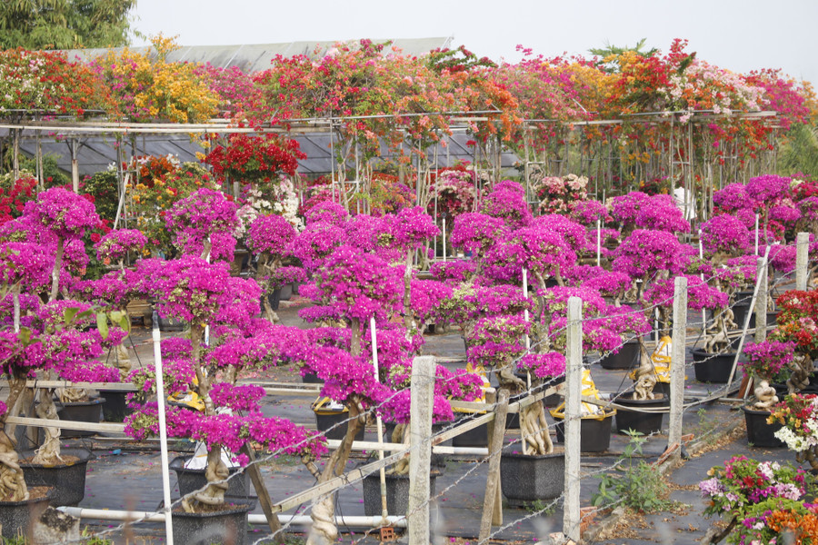 Làng hoa giấy Tân Dương rực rỡ sắc xuân, sẵn sàng cho mùa Tết