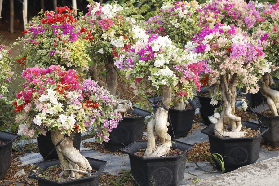 Làng hoa giấy Tân Dương rực rỡ sắc xuân, sẵn sàng cho mùa Tết