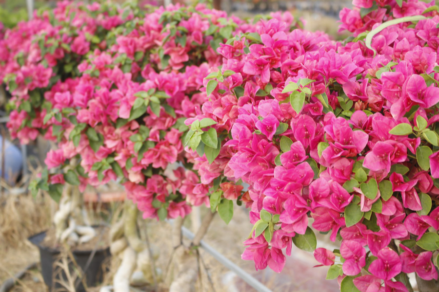 Làng hoa giấy Tân Dương rực rỡ sắc xuân, sẵn sàng cho mùa Tết