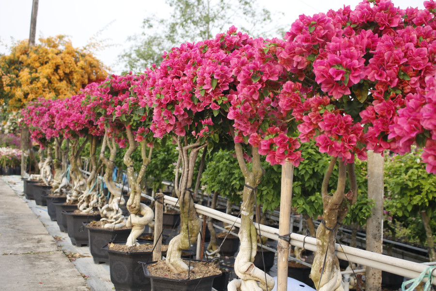 Làng hoa giấy Tân Dương rực rỡ sắc xuân, sẵn sàng cho mùa Tết