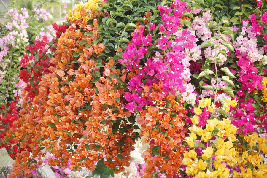 Làng hoa giấy Tân Dương rực rỡ sắc xuân, sẵn sàng cho mùa Tết