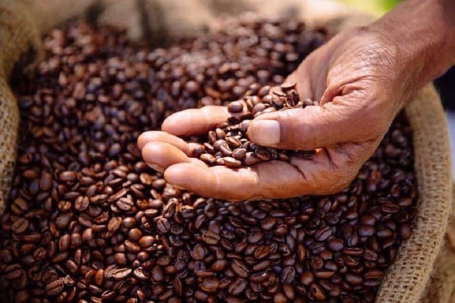 Giá cà phê hôm nay 9/6: Quay đầu giảm rất mạnh trên các sàn thế giới
