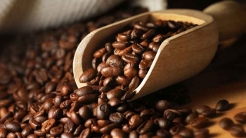 Giá cà phê hôm nay 15/6: Robusta xuống dưới mốc 1.600 USD/tấn