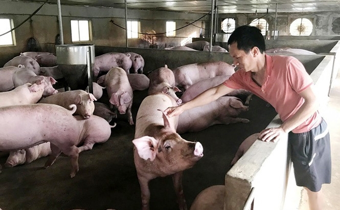 Giá lợn hơi hôm nay 22/6/2021: Biến động 1.000 - 3.000 đồng/kg