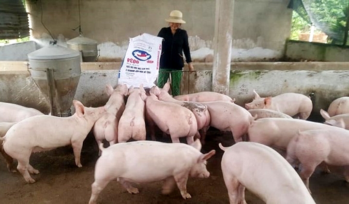 Giá heo hơi hôm nay 25/6/2021: Giảm nhẹ, cao nhất 70.000 đồng/kg