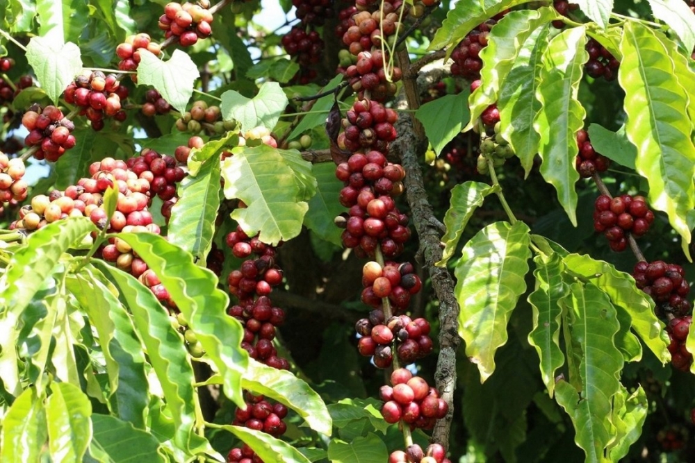 Giá cà phê hôm nay 8/7: Robusta lấy lại mốc 1.700 USD/tấn, giá cao nhất là 35.700 đồng/kg