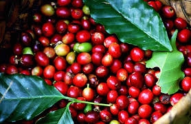 Giá cà phê hôm nay 17/7: Robusta tăng mạnh hướng đỉnh 1.770 USD