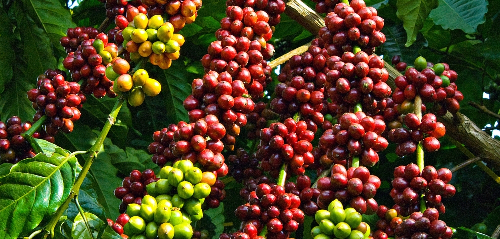 Giá cà phê hôm nay 19/7: Tăng mạnh trên thị trường thế giới, giá cao nhất là 36.500 đồng/kg