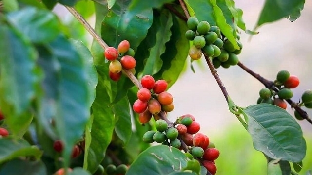 Giá cà phê hôm nay 31/7: Tiếp tục đà bán tháo chốt lời đẩy Robusta dưới mốc 1.800 USD/tấn