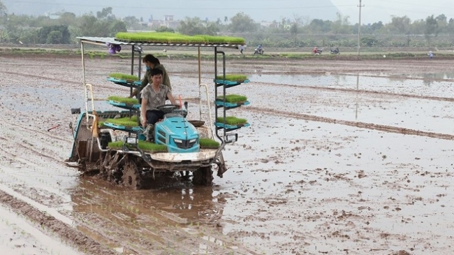Vũ Thư (Thái Bình): Hỗ trợ kinh phí cho diện tích lúa cấy máy vùng sản xuất tập trung