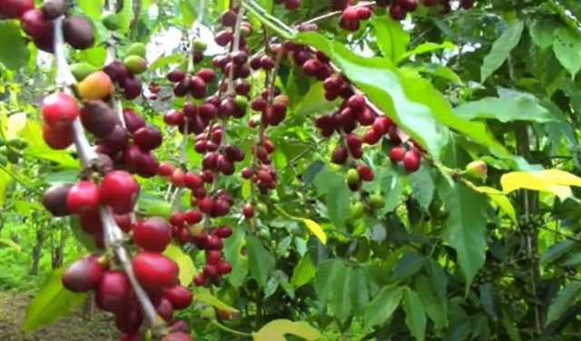 Giá cà phê hôm nay 2/8: Cà phê tháng 7 tăng mạnh, đâu là yếu tố quyết định giá tháng 8/2021?