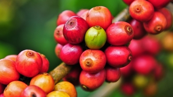 Giá cà phê hôm nay 3/8: Nguy cơ tắc cà phê xuất khẩu, tồn kho sụt giảm kỳ vọng đẩy giá Robusta tăng trở lại