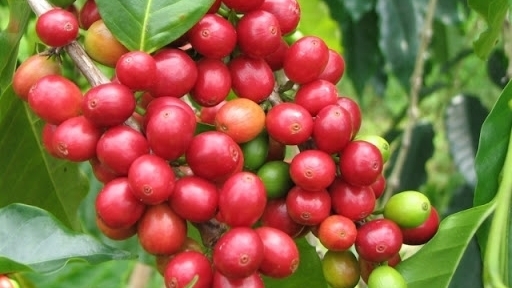 Giá cà phê hôm nay 5/8: Arabica tiếp tục tăng, trong nước cán mốc 37.000 đồng/kg