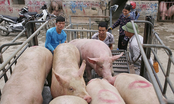 Giá lợn hơi ngày 7/8/2021: Bất ngờ tăng 1.000 - 2.000 đồng/kg