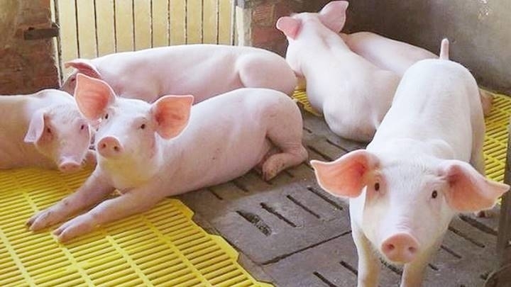 Giá heo hơi hôm nay ngày 8/8: Giảm tại nhiều tỉnh thành