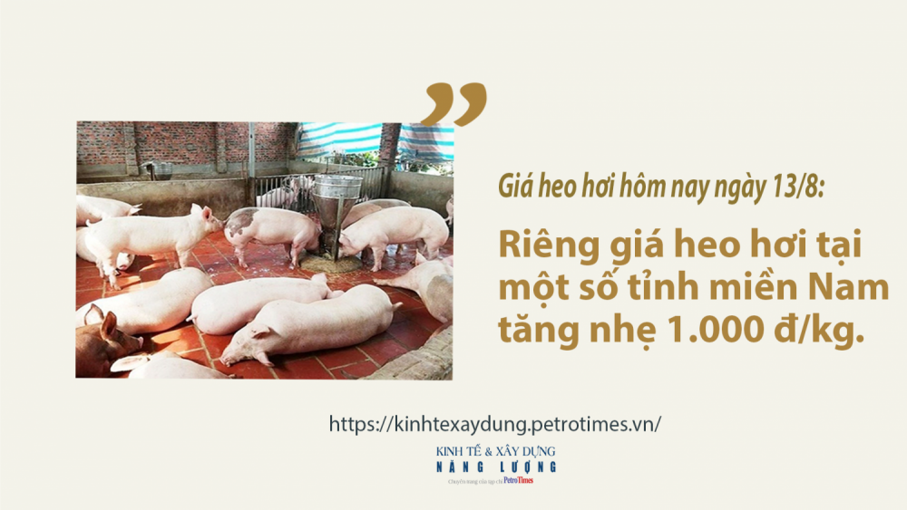 Giá heo hơi hôm nay ngày 13/8: Tiếp tục tăng nhẹ tại miền Nam