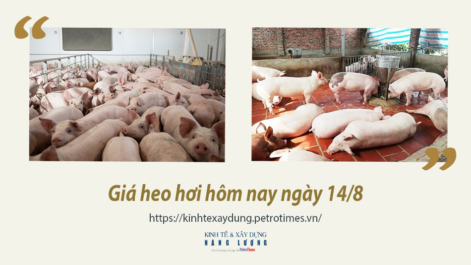 Giá heo hơi hôm nay ngày 14/8: Tăng mạnh ở miền Bắc