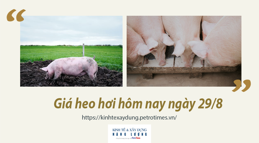 Giá heo hơi hôm nay ngày 29/8: Cả 3 miền diễn biến ổn định