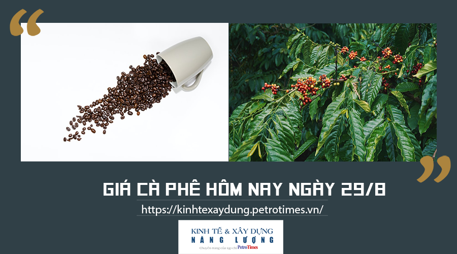 Giá cà phê hôm nay ngày 29/8: Trong nước tăng nhẹ