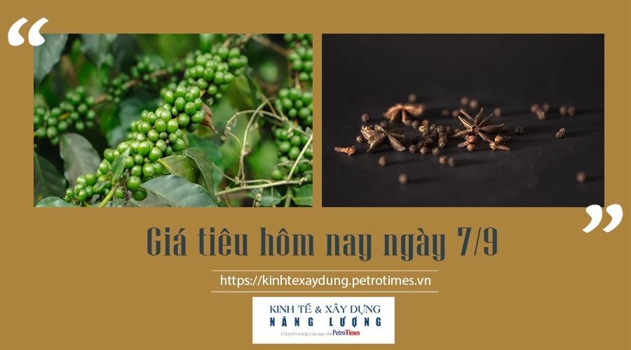 Giá tiêu hôm nay ngày 7/9: Chưa xuất hiện biến động