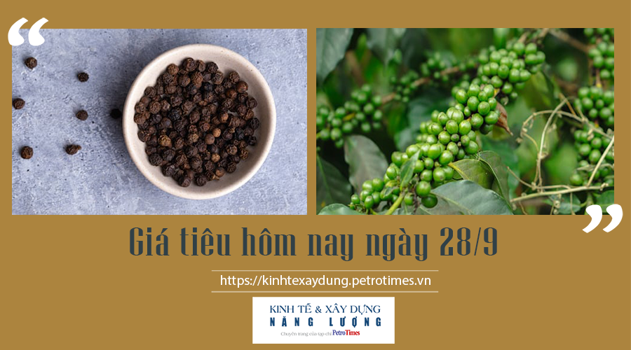 Giá tiêu hôm nay ngày 28/9: Duy trì ổn định sau những phiên tăng