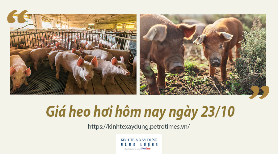 Giá heo hơi hôm nay ngày 23/10: Tăng đều ở cả ba miền, cao nhất 42.000 đồng/kg