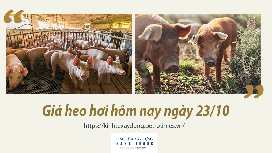 Giá heo hơi hôm nay ngày 23/10: Tăng đều ở cả ba miền, cao nhất 42.000 đồng/kg