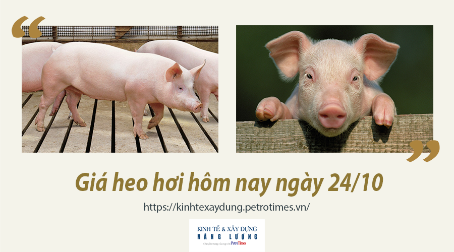 Giá heo hơi hôm nay ngày 24/10: Đi ngang ở cả ba miền