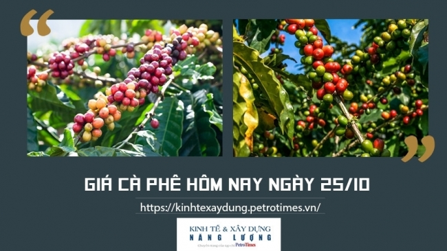 Giá cà phê hôm nay 25/10: Tiếp đà tăng tại một số địa phương trọng điểm