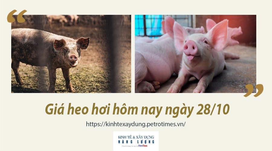 Giá heo hơi hôm nay ngày 28/10: Tăng mạnh ở miền Trung, Tây Nguyên