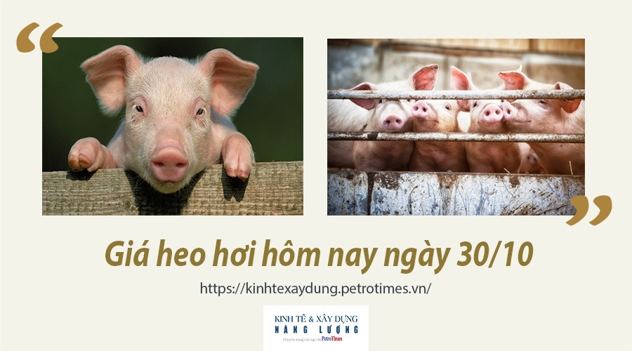 Giá heo hơi hôm nay 30/10: Giảm mạnh tại miền Bắc