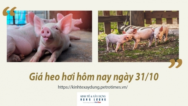 Giá heo hơi hôm nay 31/10: Tăng mạnh tại miền Nam