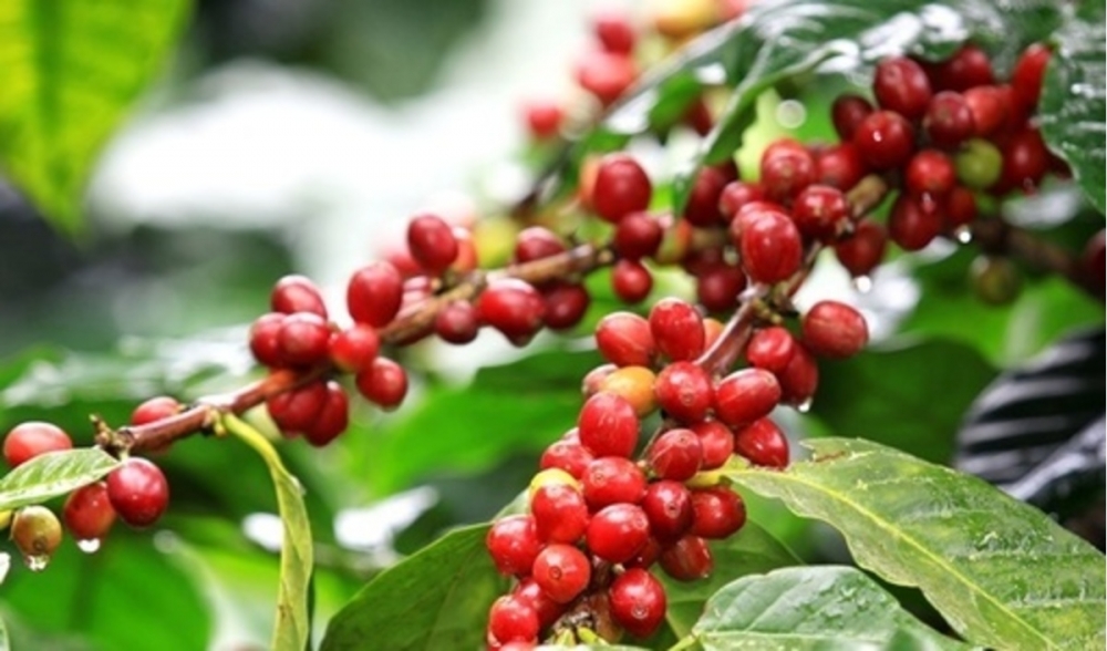 Giá cà phê hôm nay 14/11: Cà phê Arabica liên tiếp tăng
