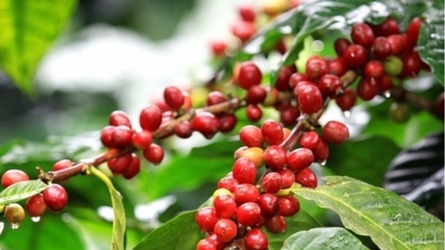 Giá cà phê hôm nay 14/11: Cà phê Arabica liên tiếp tăng