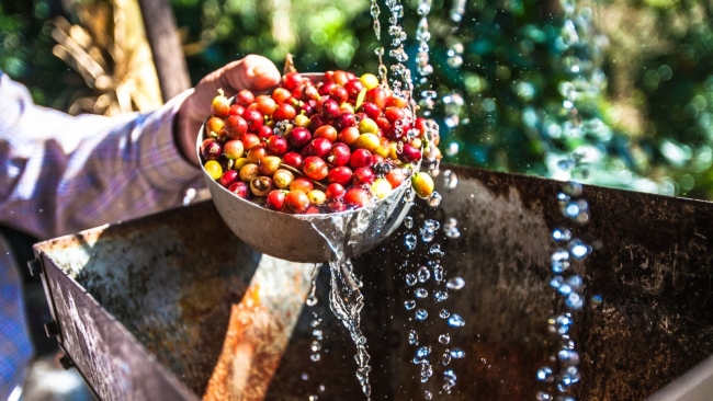 Giá cà phê hôm nay 16/11: Cà phê arabica duy trì đà tăng