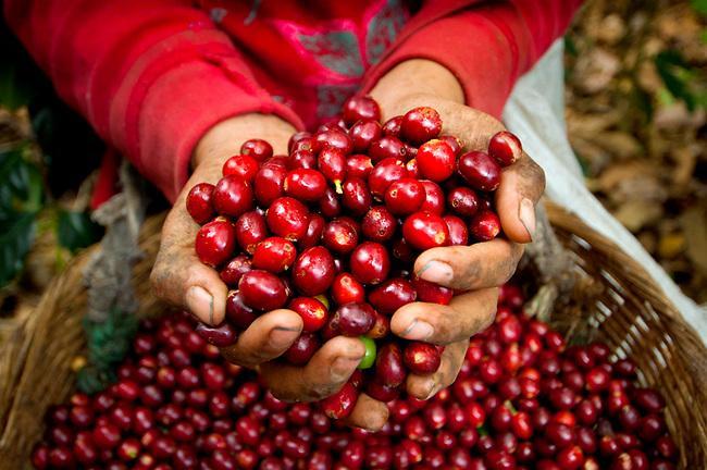 Giá cà phê hôm nay 28/11: Giữ được đà tăng do mối lo thiếu hụt nguồn cung
