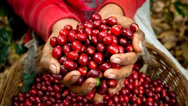 Giá cà phê hôm nay 28/11: Giữ được đà tăng do mối lo thiếu hụt nguồn cung