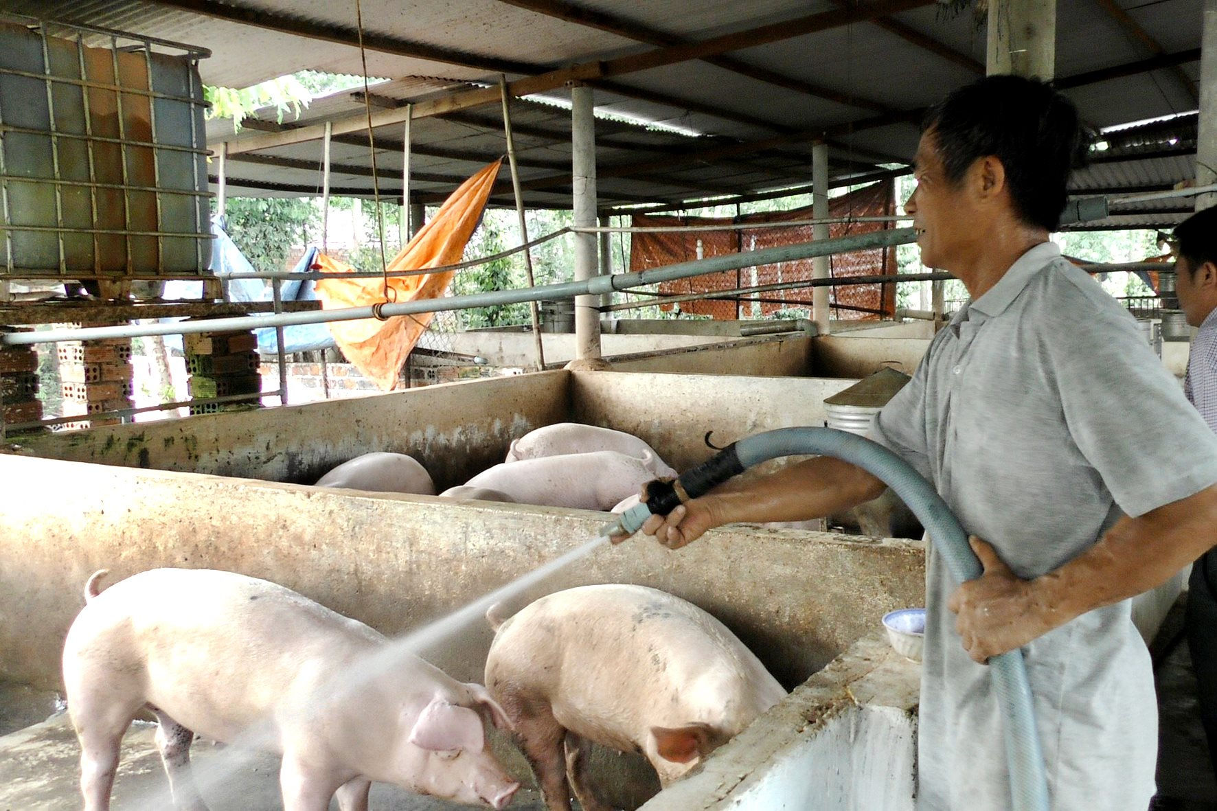 Giá lợn heo hơi hôm nay 29/8: Thấp nhất 62.000 đồng/kg