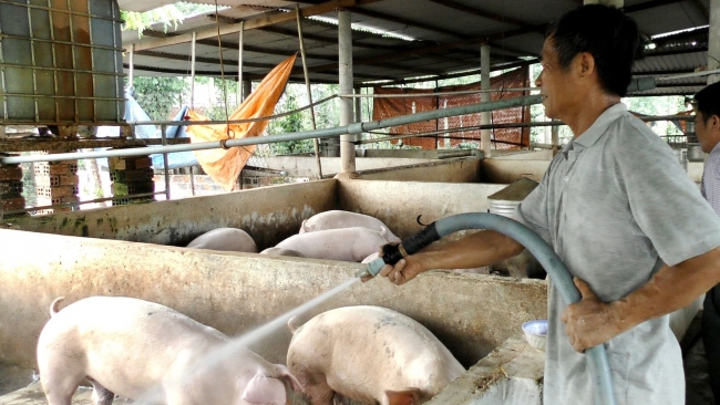 Giá lợn heo hơi hôm nay 29/8: Thấp nhất 62.000 đồng/kg