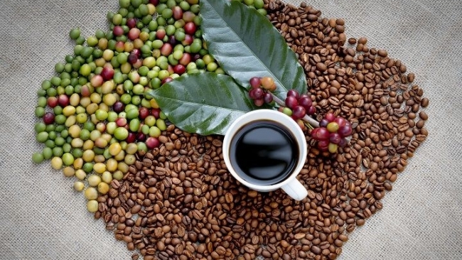 Giá cà phê hôm nay 8/9: Tăng 800 đồng/kg